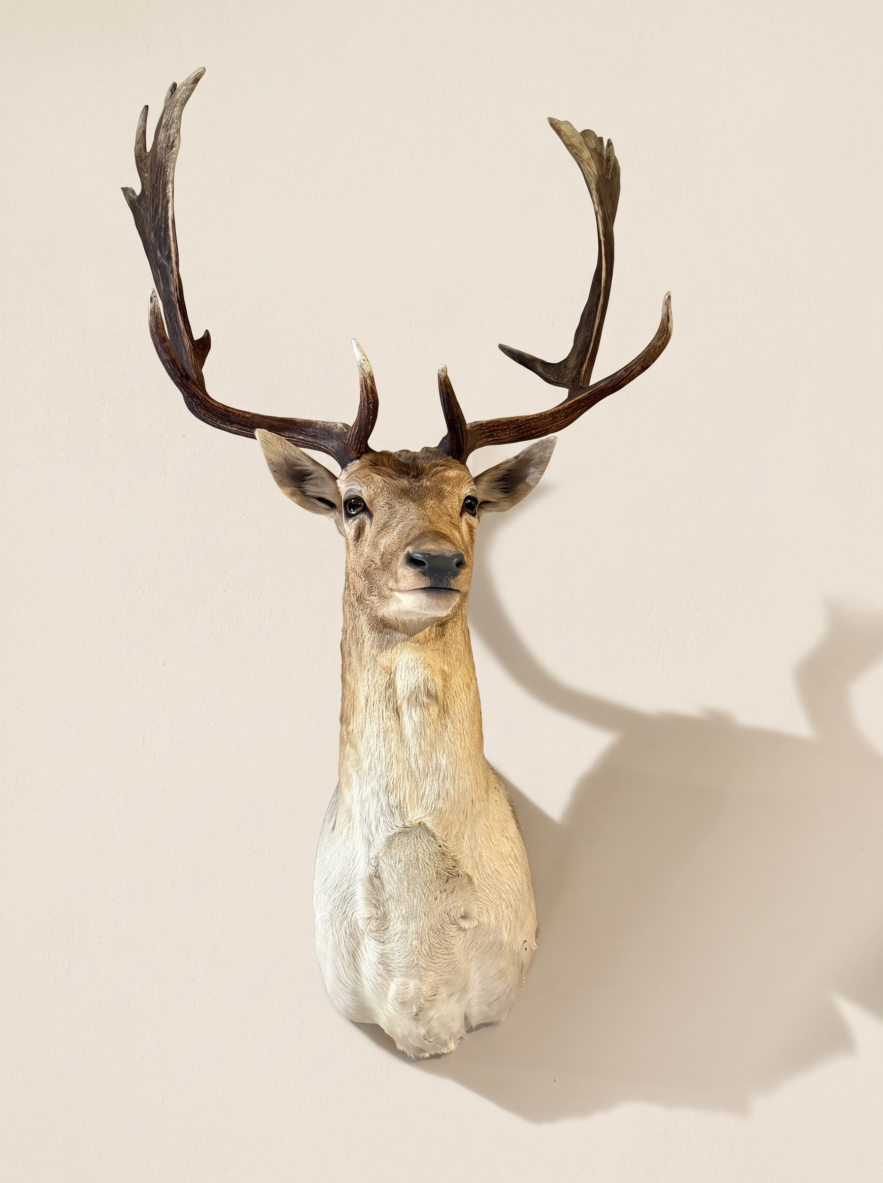 A Fallow Deer Shoulder Mount